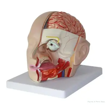 M17F Anatomice Artera Cerebrală Anatomie Cap de Om Artera Cerebrală Model